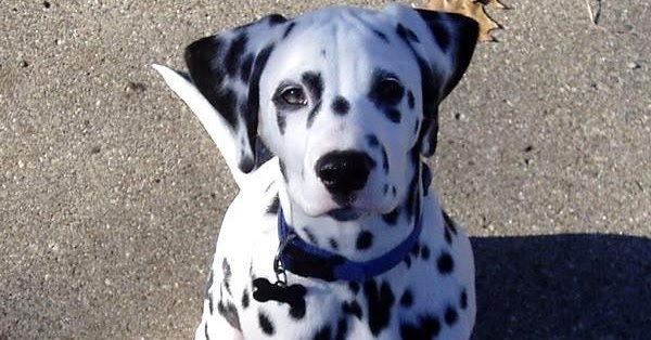 How to groom a Dalmatian? - Annie Many