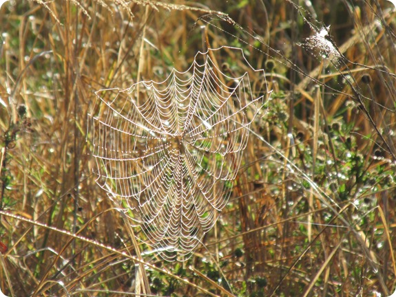 10a Spider Webs in Dew (3)