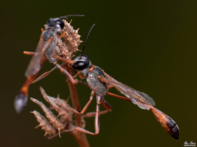 Sand Wasps Preparing for Sleep