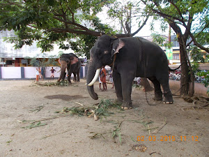 Elephants tethered to trees  in Guruvayur(East Nada) in  preparation for "Guruvayur Anayottam".