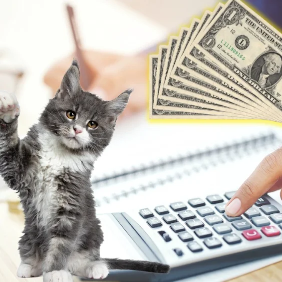 Budgeting cat caregiving