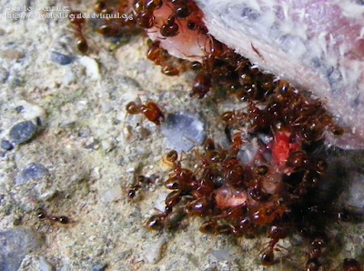 http://www.biodiversidadvirtual.org/insectarium/Pheidole-pallidula-img358444.html