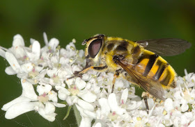 Hoverfly, Myathropa florea, female, on Hogweed, Heracleum sphondylium, on the Orchid Bank at High Elms Country Park, 14 July 2011.