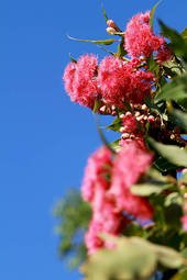pink-eucalyptus-blossoms
