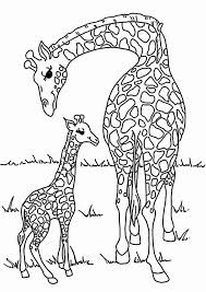 Baby Giraffe Coloring Pages At Zoo