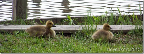 Baby Canada Geese