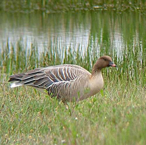 Anser brachyrhynchus