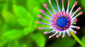 Flower pattern pictures, plant pattern photos, photo gallery, picture gallery, desktop wallpaper,