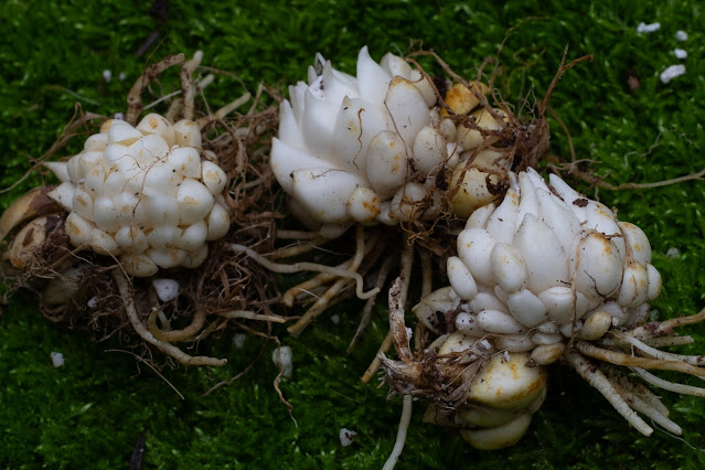 Лилия филадельфийская (Lilium philadelphicum)