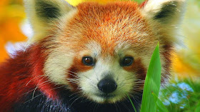40 Adorable red panda pictures (40 pics), red panda wallpaper