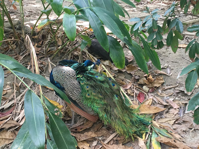 Shou Shan Zoo, Kaohsiung, Taiwan