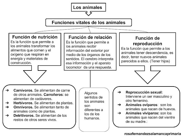 Resultado de imagen de LOS ANIMALES 31 PRIMARIA ESQUEMA