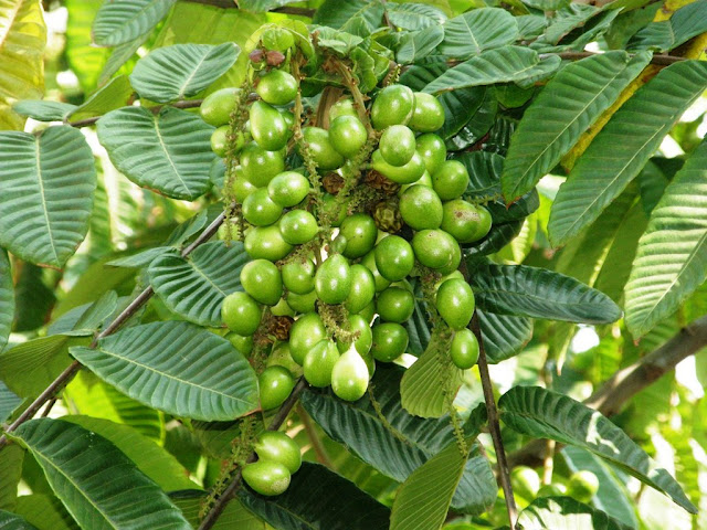 Pohon Dan Buah Matoa Masih Hijau