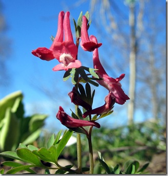 corydalis_george_baker