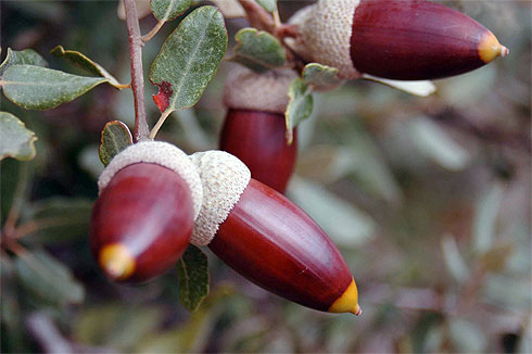 bellota. Una simple ellota hace que