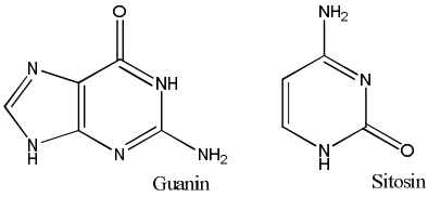 molekul guanin dan sitosin