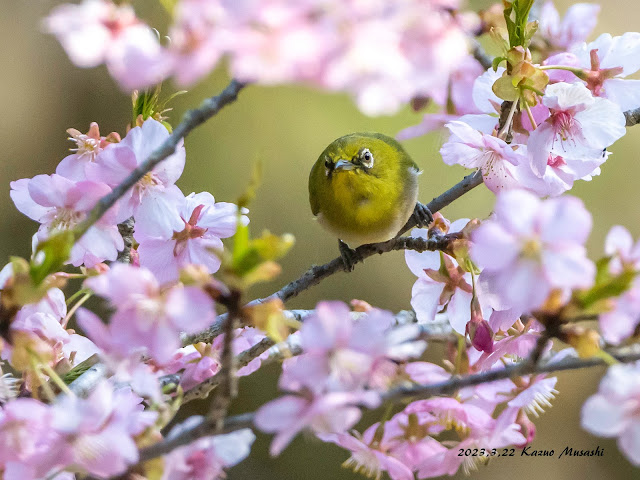 定番の桜メジロです