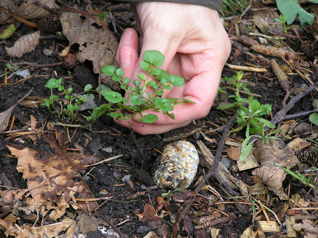 shotweed edible weeds