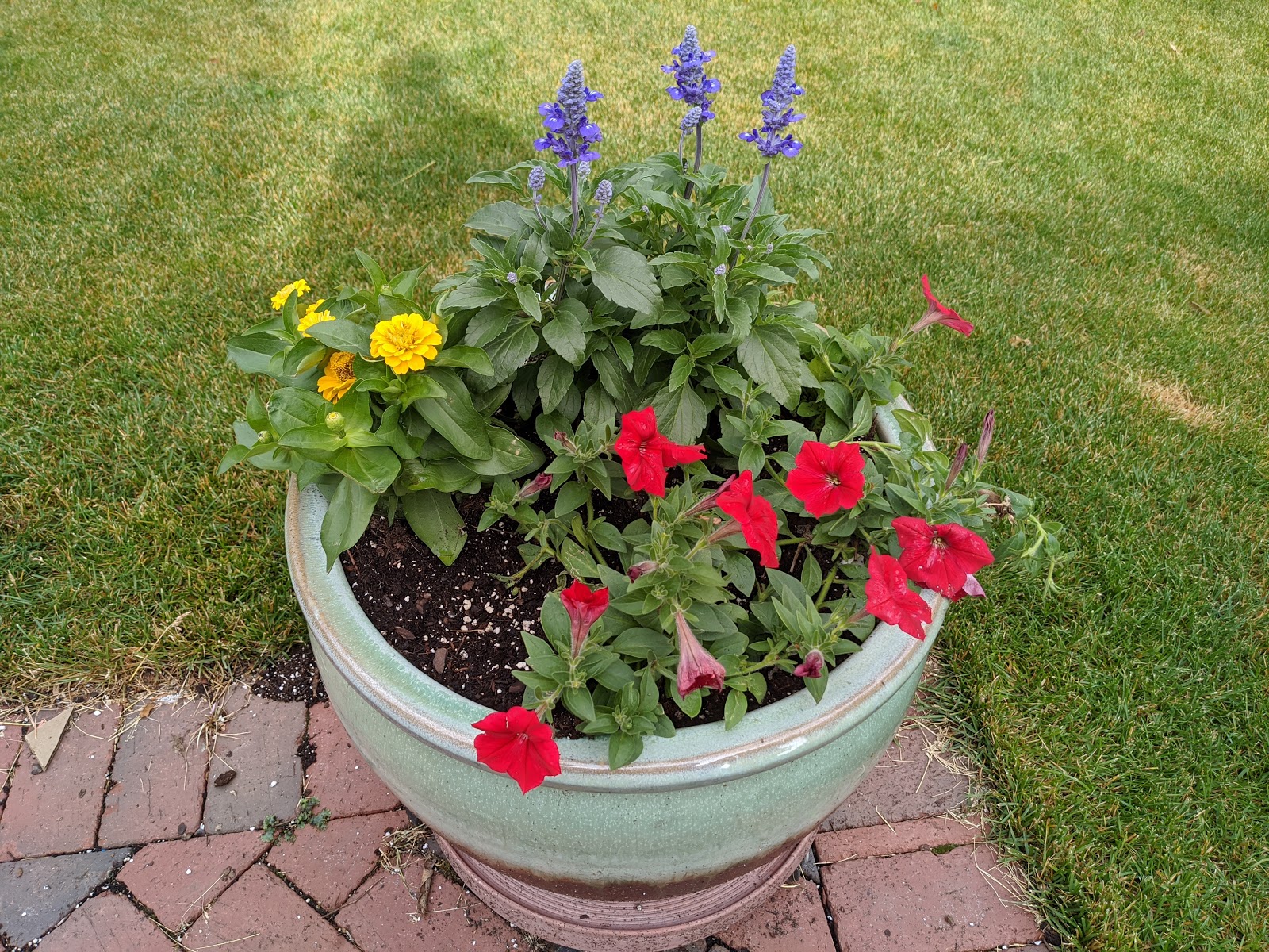 Image of Zinnia rose companion plant in pot