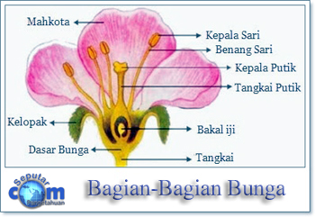 Tempat Kreasiku Bagian  Bagian  Bunga  dan Fungsinya