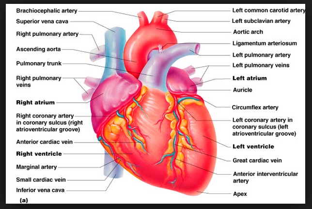 Pengertian Dan Fungsi Anatomi Jantung Lengkap Belajar Aktif
