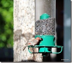 IMG_0729