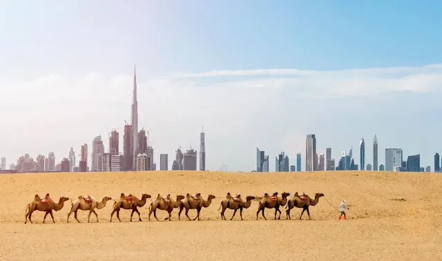 Camels walking in dubai desert