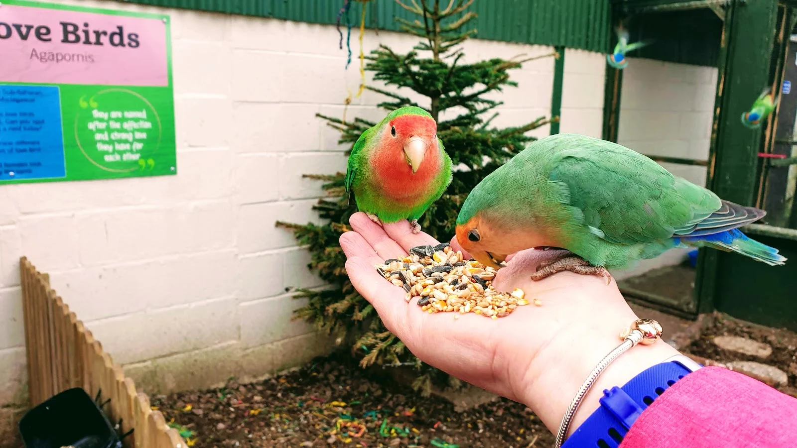 small birds beautiful colours