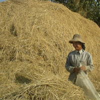 women in Cambodia