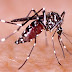 SALUD / ¡Cuidado! Prevenir el dengue es muy fácil y lo puede hacer usted mismo en su casa