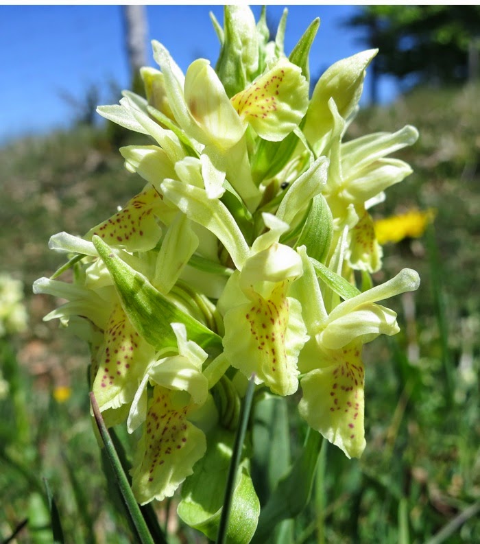 Orchis sureau jaune