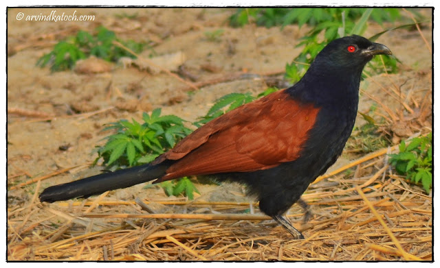 Greater Coucal, Crow Pheasant,