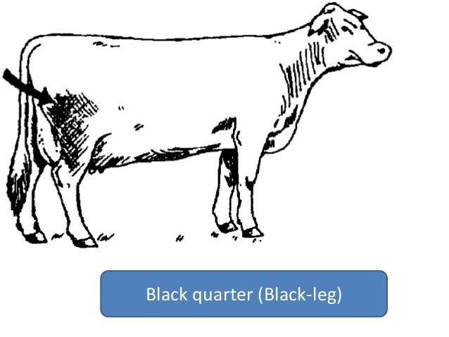 black quarter disease in Animals