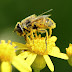 Τί είναι η μελισσοθεραπεία