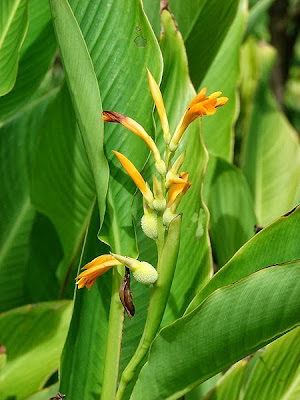 Bunga Tasbih