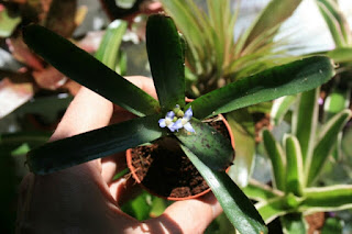 neoregelia ampullacea purpurea flor