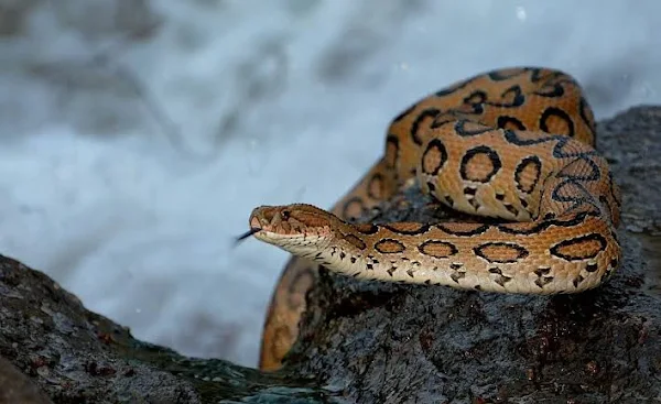 russell-viper-snake