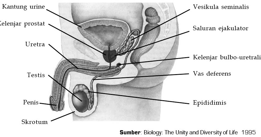 Sistem Reproduksi pada Pria (Laki-laki)  Perpustakaan Cyber
