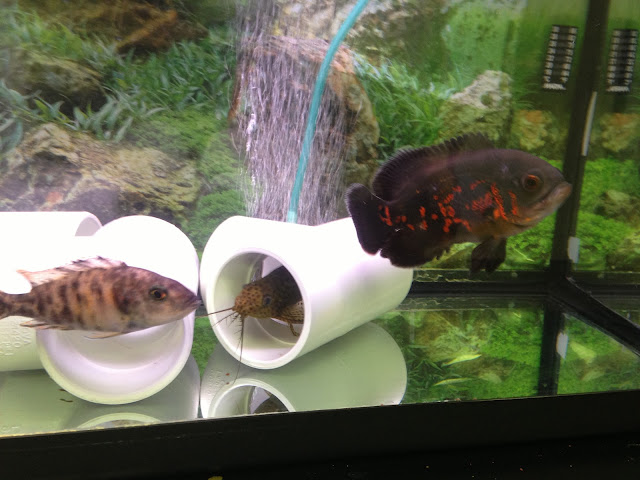 had to make a slight modification to the aquarium.