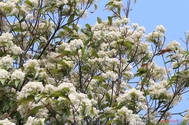 Photinia prunifolia