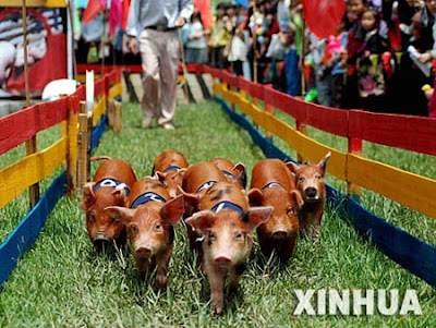 Piglets racing