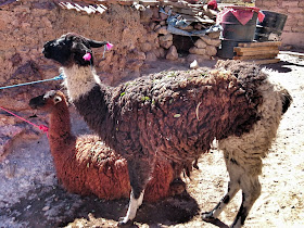 Lama mit Coca-Blättern übersät