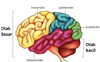 Artikel, Otak Besar Manusia, Ukuran Otak Manusia, Perkembangan Otak Manusia, Karakteristik Otak, Kemampuan Kognitif