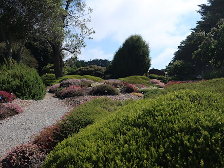 Photo of the Mendocino Botanical Gardens Heather Garden. A gravel path winds its way through an array of low creeping plants of in different shades of green, some with tiny pink flowers that give the impression of a light sprinkle of pink. Taller plants and shrubs in various shades of green are in the background.