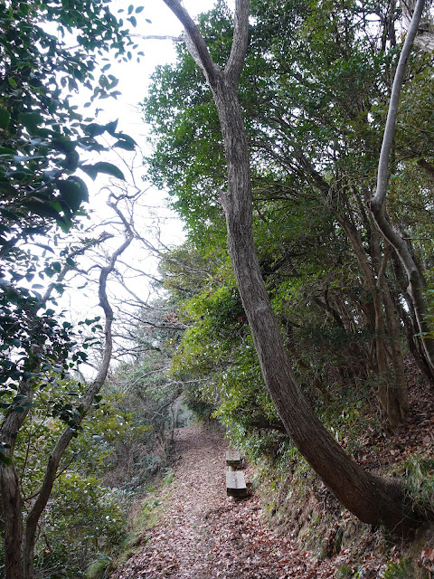 五本松公園に向かうウォーキングコース　展望台