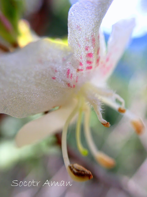 Rhododendron semibarbatum