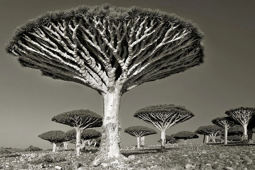 This Woman Has Spent The Last 14 Years Photographing The World's Oldest Trees