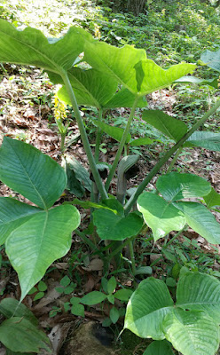 町田えびね苑