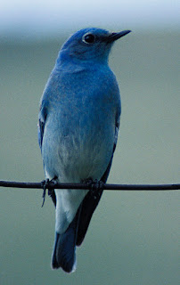 33D: BLUEBIRDS