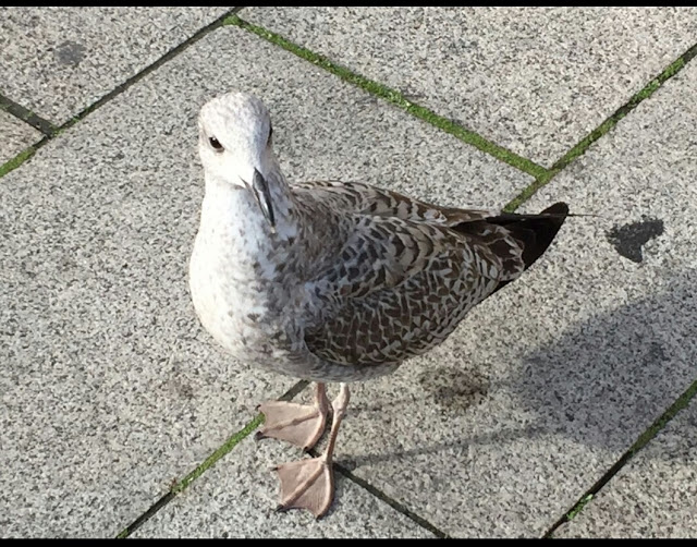 sandpiper